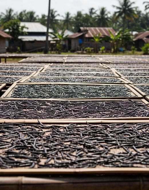 From Madagascar to the world